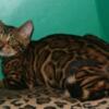 Gorgeous rosetted female Bengal kitten