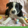 FAMILY & FARM FRIENDLY PUPS | Border Collie x Idaho Shag (Camarillo, CA)