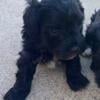 Schnoodle puppies male & female. Black or black & white parti. Ready middle of October.