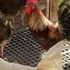 Ayam Ketawa " laughing chickens"
