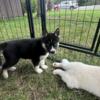 Female Husky Puppy looking for her forever home