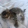 Female Kittens