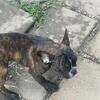 French Bulldog male brindle puppy 6months old