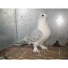 Fancy pigeons