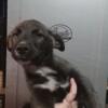 PUPPY FOR SALE: Maleficent (Female)