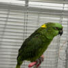 1 Amazon parrots $1,500 each sold only the boy is eft