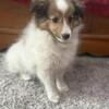 AKC SHELTIE