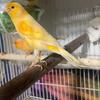 Canaries 