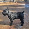 STUD SERVICES Giant  Schnauzer