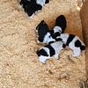 Miniature Cowboy Corgis