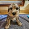 Rare merle miniature schnauzers ready now