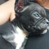 CKC Boston terrier/ French bulldog