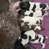 AKC German Shorthaired Pointer puppies