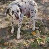 2 year old female dalmatian 