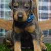 Blue  Doberman puppies European bloodlines in USA