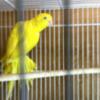 Female lutino Indian ringneck