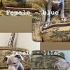 Two 10 week female American Bully’s