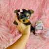 Yorkshire Terriers, Chihuahuas, Poodles, Pomeranians, Malteses  & Teacup Puppies