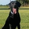 AKC REGISTERED LABRADOR STUD SERVICE 