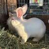 New Zealand meat rabbits