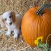 Miniature Dachshund Puppy