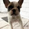 Janet-fawn pied French Bulldog female