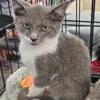 Handsome male gray and white kitten 