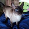 Siamese Female Adult Cat "Miracle" NEED GONE ASAP