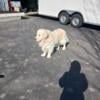 2 English Cream Golden Retrievers  2 six year old sisters for sale as 1 only