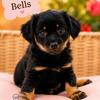 Mini dauschund Yorkie puppies