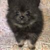 Beautiful blk and tan Pomeranian female