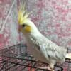 Cockatiels babies for sale