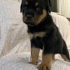 Female Rottweiler puppy