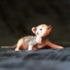 Female Elf Kitten - Available - Hairless Sphynx Elf Bambino & Dwelf Kittens - Sphynxking.COm