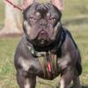 Amazing French bulldog stud