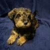 3 Female Schnoodle Pups