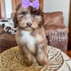 Chocolate Merle Standard F1b Bernedoodle Female