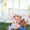 Baron Happy Teacup Havayork Puppy