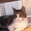 Female Calico Needing Home