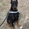 CKC registered Doberman stud dogs available Nov 20 2023