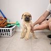 LIMITED TIME DISCOUNT BULLMASTIFF PUPPIES