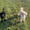 AKC Poodle Puppies available