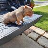 For Sale Micro Bully male