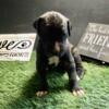 AKC Great Dane Brindle female puppy aka Sweet tart