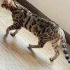A perfect Christmas gift 6 month old bengal kittens