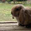 Holland Lop buck looking for a new home!