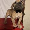 NKC registered African Boerboels
