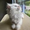 Gorgeous White Female Persian Kitten