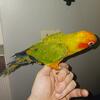  1 Tame  handfed baby Sun Conures  for sale Mid June 2025