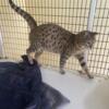 Adult F3 female Savannah cats